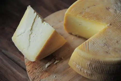 Ali lahko morski prašički jedo sir? Veterinarsko odobrena prehranska dejstva & Info