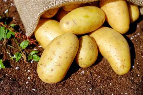 هل تستطيع خنازير غينيا أكل البطاطس؟ حقائق غذائية معتمدة من الطبيب البيطري & معلومات