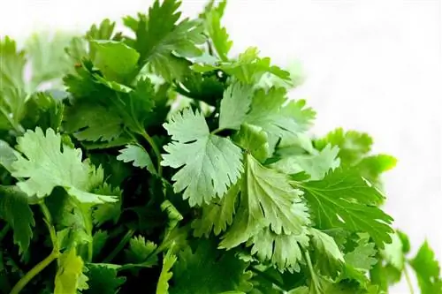 A mund të hanë derrat e Guineas Cilantro? Përgjigjet tona të Veterinës