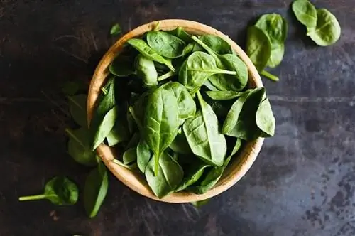Kunnen cavia's spinazie eten? Door dierenartsen goedgekeurde voedingsfeiten & Info