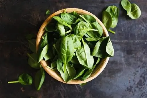 I porcellini d'India possono mangiare gli spinaci? Informazioni nutrizionali approvate dal veterinario & Info