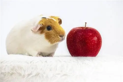 Vai jūrascūciņas var ēst ābolus? Veterinārārsta apstiprināti uztura fakti & Informācija
