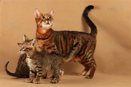 Toyger Cat Breed: Maelezo, Sifa & Picha