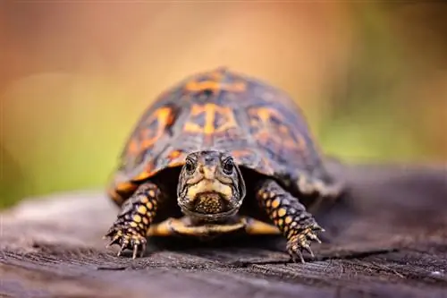 Cómo cuidar una tortuga de caja (Hoja de cuidados & Guía 2023)