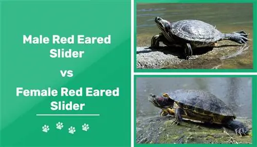 Manlike vs Vroulike Rooi Oor Slider Turtles: Hoe om die geslag te vertel (met prente)