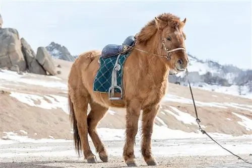 13 records du monde incroyables sur les chevaux (mis à jour en 2023)