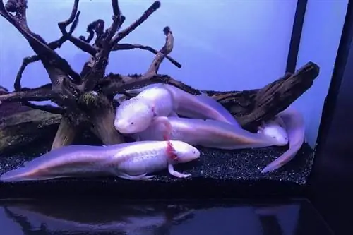 Axolotl ranglarining 13 turi & morf (rasmlar bilan)