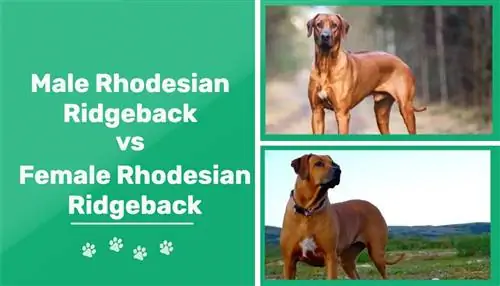Mascle vs femení Rhodesian Ridgeback: quina diferència hi ha (amb imatges)