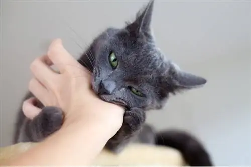 Un chat me mord tout d'un coup ? Voici 6 raisons possibles pour lesquelles