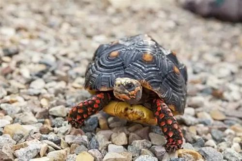 Червенокрака костенурка: лист за грижа, настройка на резервоара, диета & Още (със снимки)