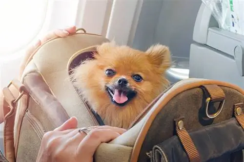 10 شرکت هواپیمایی دوستدار حیوانات خانگی در ایالات متحده (به روز رسانی 2023)