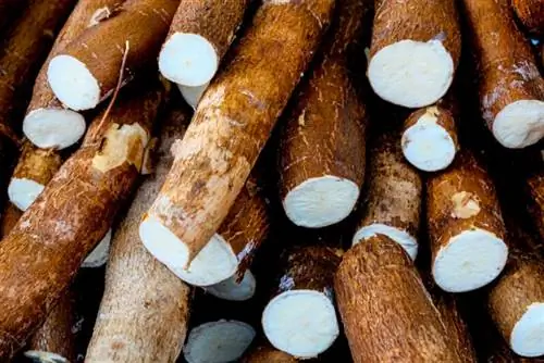 Câinii pot mânca manioc? Date nutriționale revizuite de veterinar