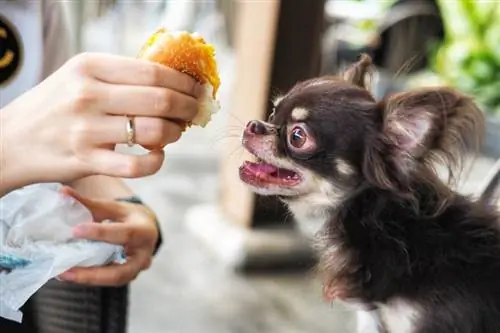 Menneskemat som er trygt for hunder å spise (& som bør unngås)