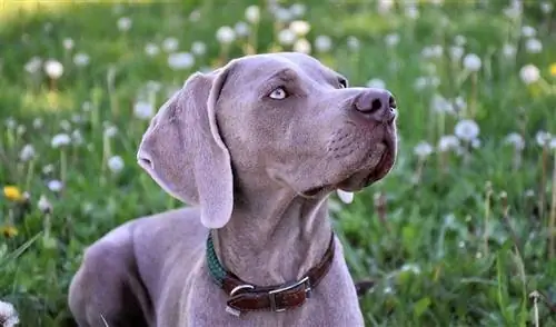 250 priljubljenih & Edinstvena imena Weimaraner: Ideje za elegantne lovske pse