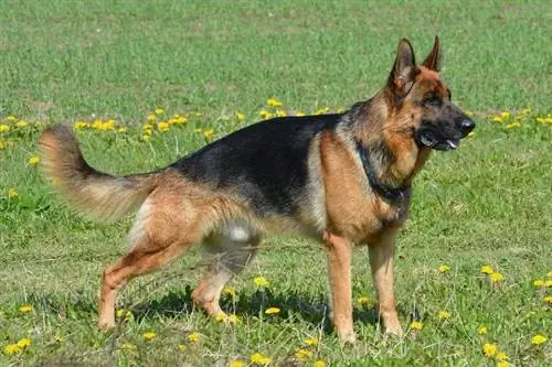 20 გერმანული ძაღლის ჯიში (სურათებით)