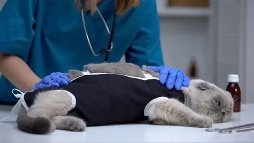 10 avantages de la stérilisation et de la stérilisation de votre chat (basé sur la science)