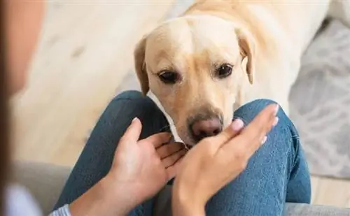 Els gossos poden olorar i respirar al mateix temps? La resposta sorprenent