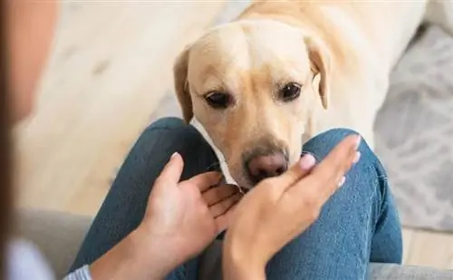 Kunnen honden tegelijkertijd ruiken en ademen? Het verrassende antwoord