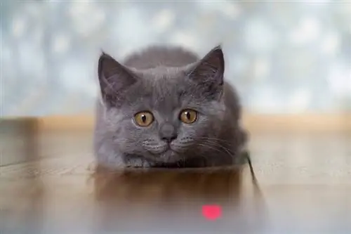 Indicatoarele laser sunt rele pentru pisici? Fapte & Sfaturi de siguranță