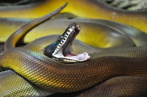 Python à lèvres blanches : faits, informations & Guide d'entretien (avec images)