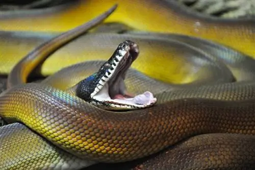 White Lipped Python: Fakta, info & Pleieveiledning (med bilder)