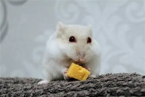 Kokį žmonių maistą gali valgyti žiurkėnai? Saugos vadovas