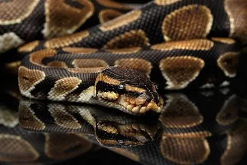 Python boule pastel noir Morph : faits, apparence & Guide d'entretien (avec photos)