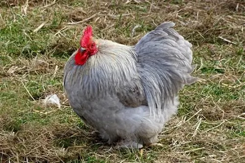 Ayam Pekin: Gambar, Asal-usul, Maklumat, Ciri-ciri & Panduan Penjagaan