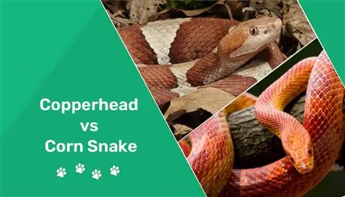 Corn Snake vs. Copperhead: Diferențele cheie (cu imagini)