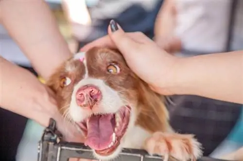 10 barulhos de cachorro que significam que seu cachorro está feliz