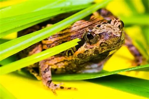 Co żaby jedzą na wolności & jako zwierzęta domowe? Krótki przegląd