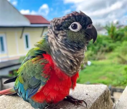 Crimson Bellied Conure: Зан чанар, зураг, хоол хүнс & арчилгааны гарын авлага