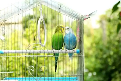 Muhabbet Kuşları İçin Doğru Kafes Boyutunu Seçme: Kısa Bir Kılavuz