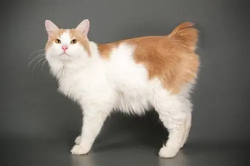 Kurilian Bobtail Cat: الصور ، مزاجه & السمات