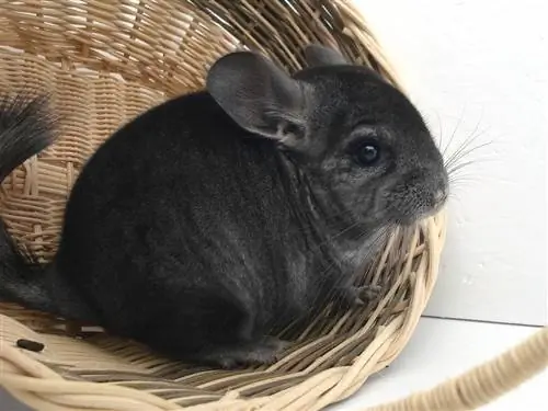 Berapa Harga Chinchilla? Panduan Harga 2023