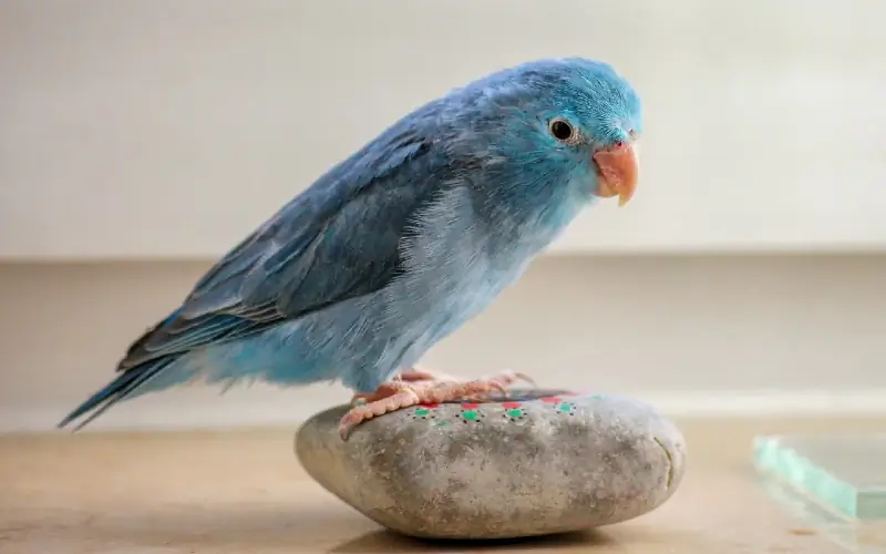 12 Penyakit Umum Pada Burung Peliharaan – Yang Perlu Anda Ketahui
