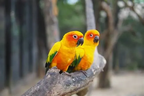 Sun Conure Parrot – kuvia, persoonallisuutta, ruokavaliota & hoitoopas