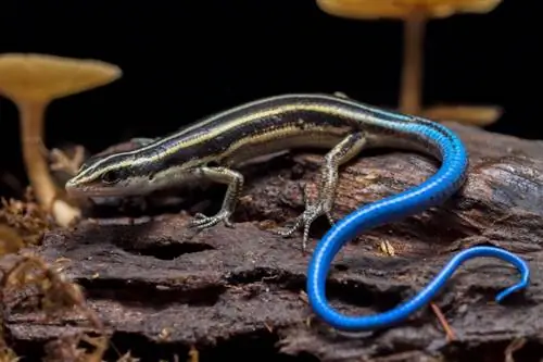 Mitä Blue Tailed Skinks syö? Ruokavalio & Terveystietoa