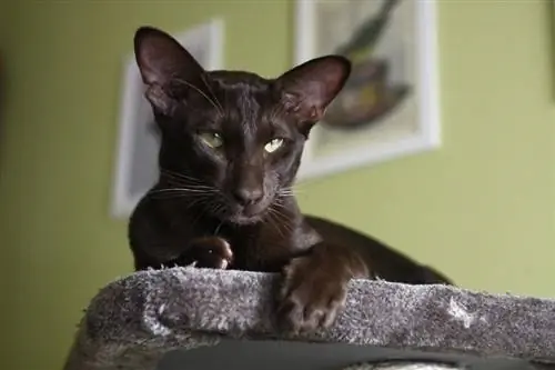 Дорно дахины богино үстэй муурны үүлдэр: мэдээлэл, шинж чанар & зураг