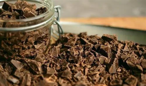 Хамстер шоколад жесе болобу? Фактылар & FAQ
