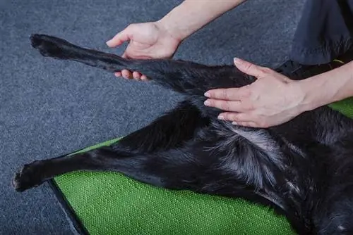 Com fer un massatge a un gos amb artritis: 10 consells revisats per veterinaris & Trucs