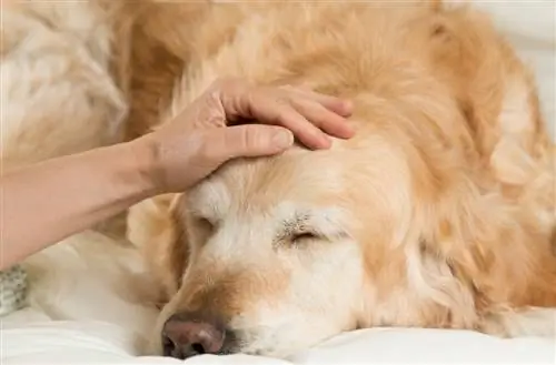 Leddgikt hos hunder: Symptomer & Pleie