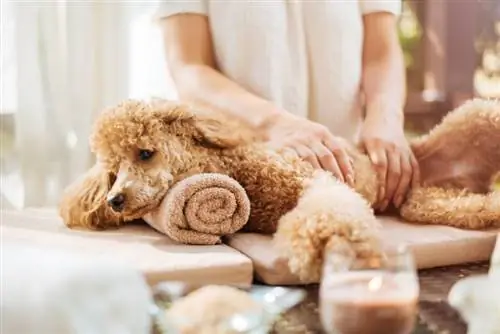 7 beneficis de fer massatges al teu gos (amb tècniques que pots provar)