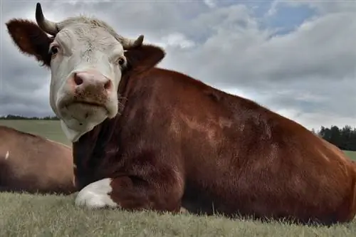 Мейнско-анжуйско говедо: снимки, факти, употреби, произход & Характеристики
