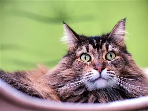Bengala Maine Coon Mix Cat: imatges, temperament & Trets