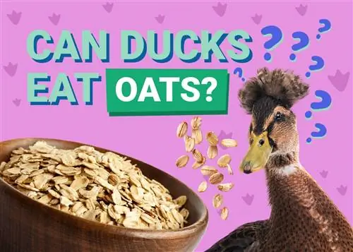 Bisakah Bebek Makan Oat? Panduan Keamanan Nutrisi &