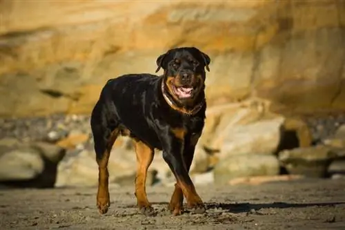 10 πιο επικίνδυνες ράτσες σκύλων του 2023 (με φωτογραφίες)