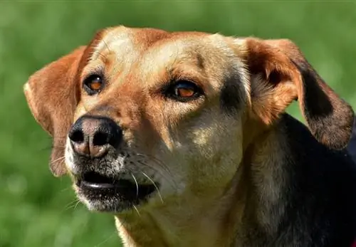 Irisatrofi hos hundar: veterinärgodkända orsaker, tecken, & Vård