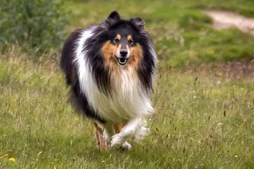 Scotch Collie hunderaseguide: info, bilder, stell & Mer