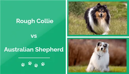 Rough Collie vs Australian Shepherd: le differenze (con immagini)